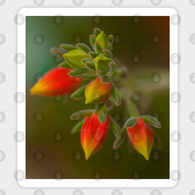 Echeveria Emerging Sticker by Michaelm43